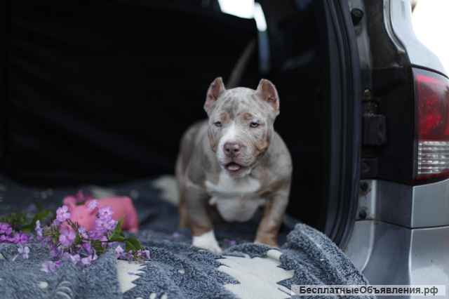 Щенки Американского булли (экзот, покет)