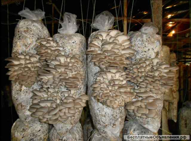 Grow House проводит набор сотрудников на работу