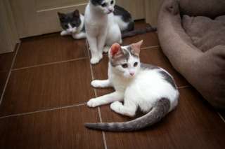 Три котенка девочки в добрые руки