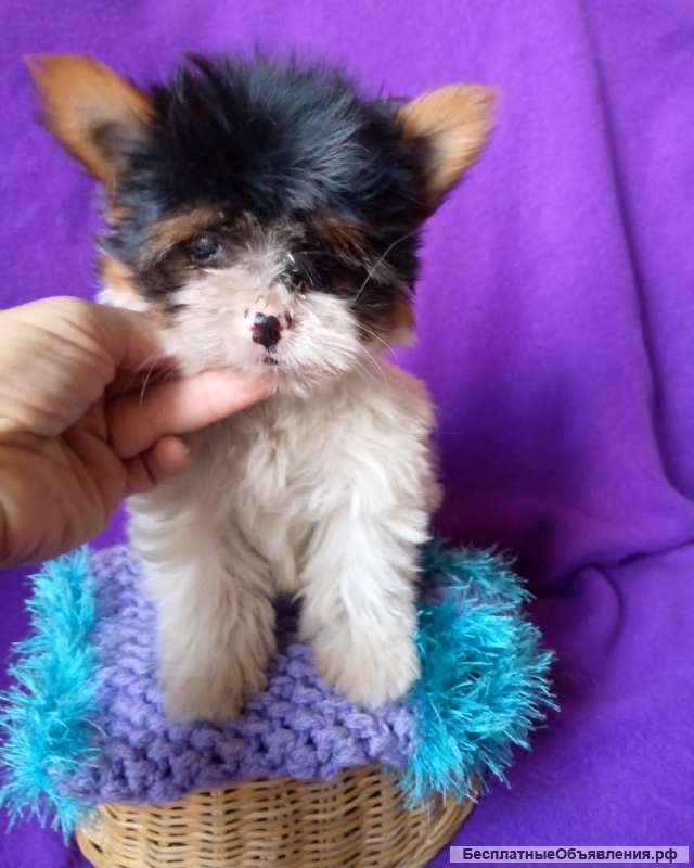 Девочка бивер йорка