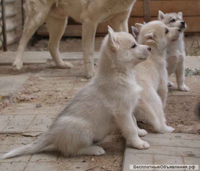 Девочка хаски