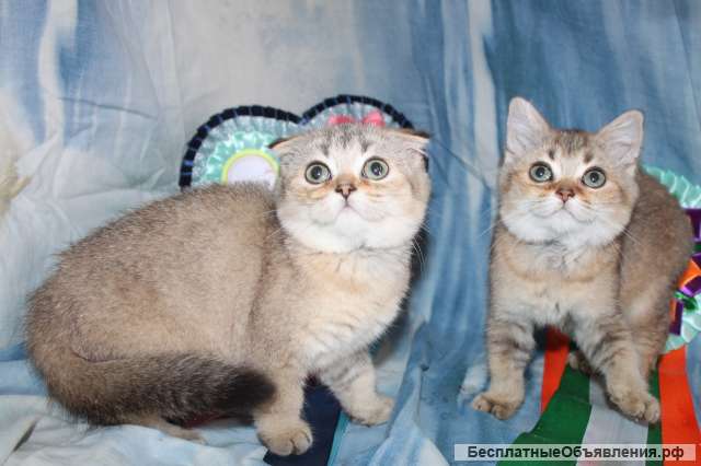 Шоколадные и золотые Шотландские котята, молодые племенные кошки