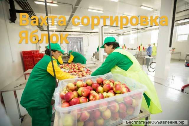 Разнорабочий на сортировку яблок