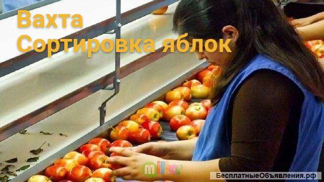 Сборка Яблок