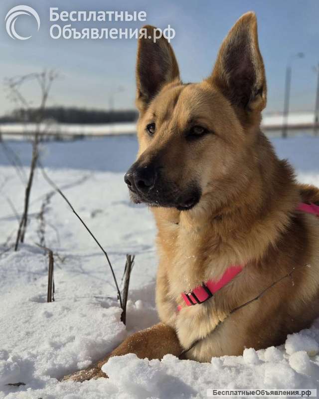 Шикарный парень Рэй в добрые руки