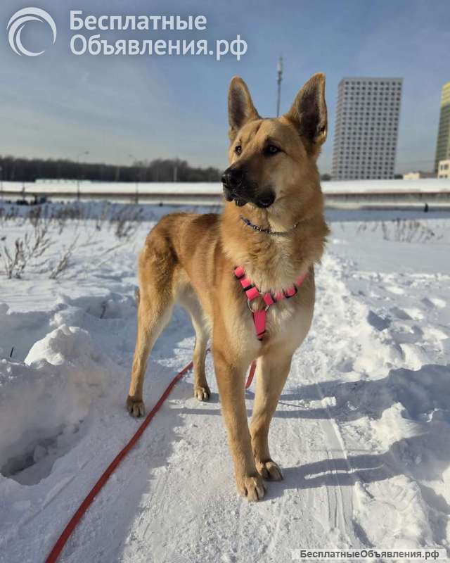 Шикарный парень Рэй в добрые руки