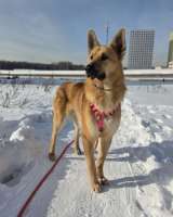 Шикарный парень Рэй в добрые руки