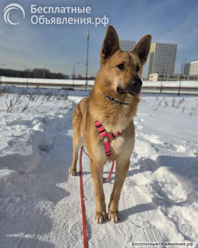 Шикарный парень Рэй в добрые руки