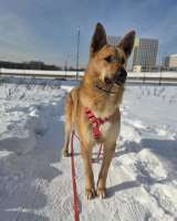 Шикарный парень Рэй в добрые руки