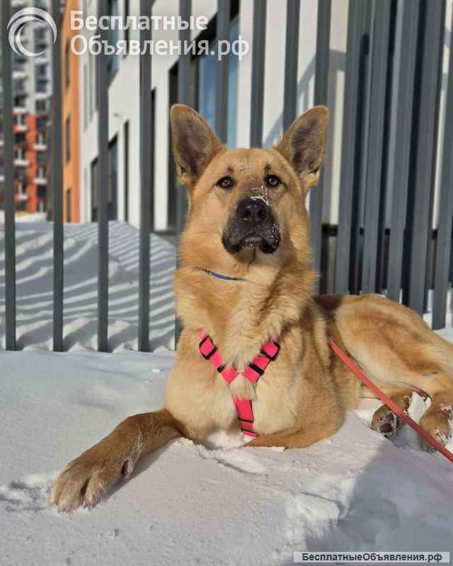 Шикарный парень Рэй в добрые руки