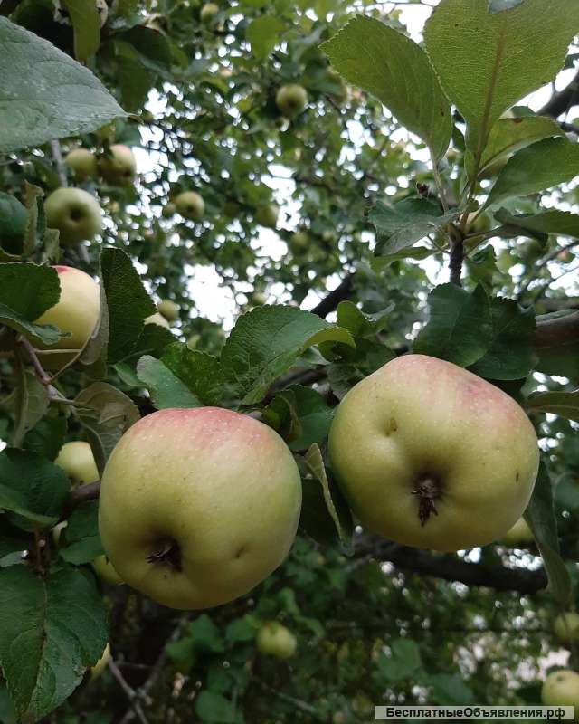 Яблоки Богатырь