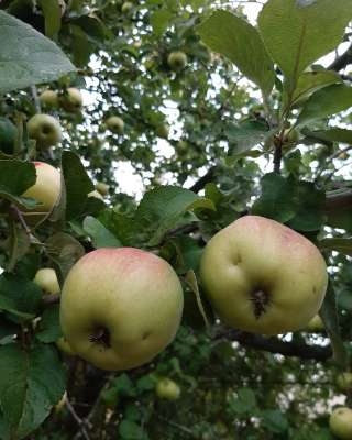 Яблоки Богатырь