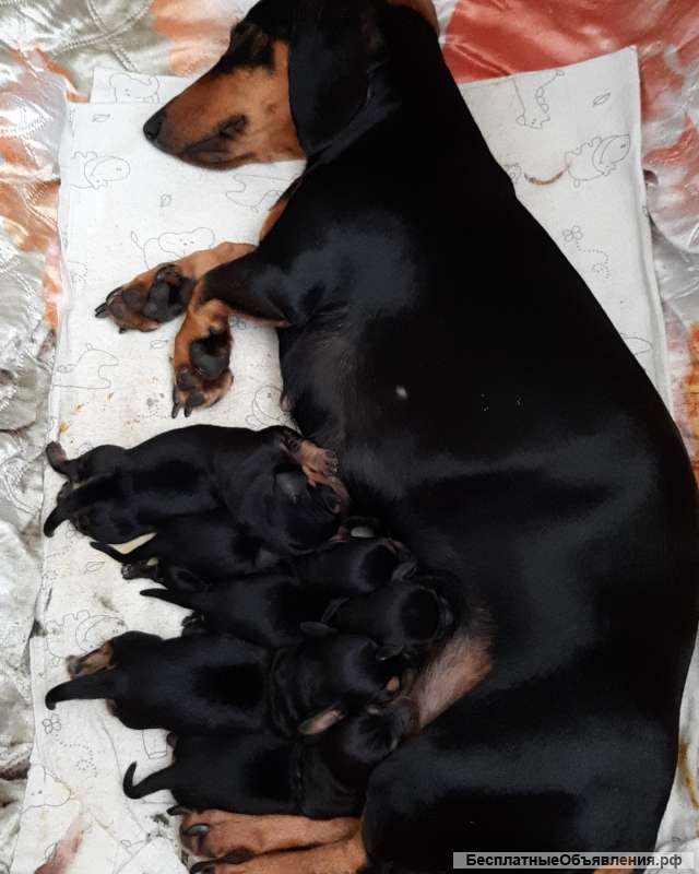 Щенки таксы