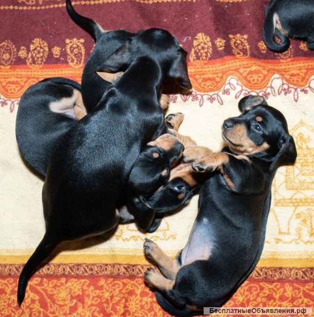 Щенки таксы