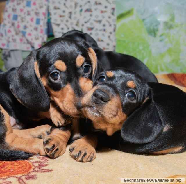 Щенки таксы