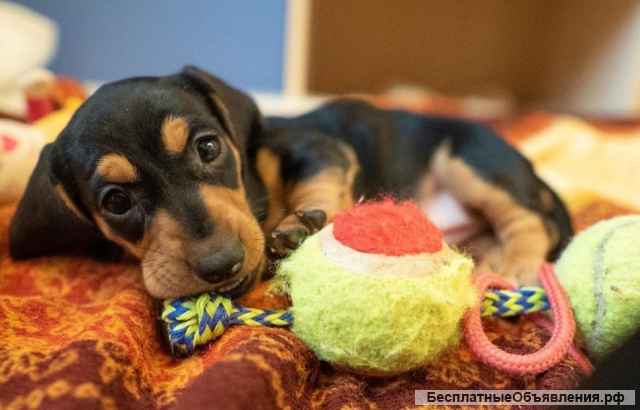 Щенки таксы