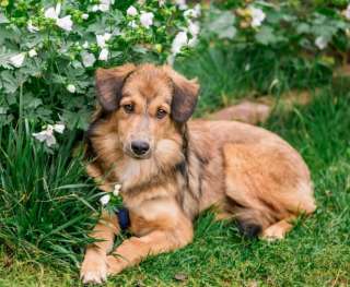 Эльза хочет быть любимой собакой