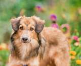 Эльза хочет быть любимой собакой