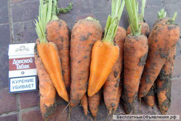 Морковь крупная