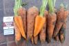 Морковь крупная