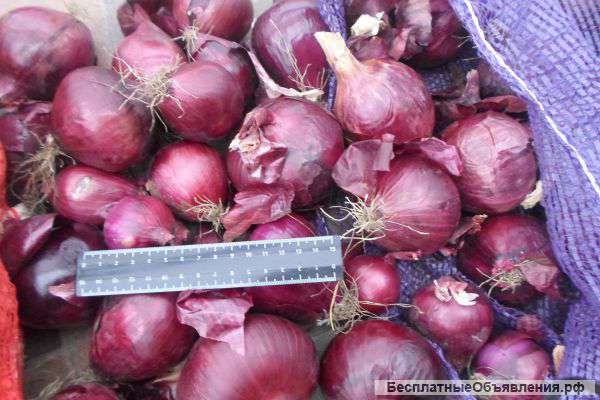 Лук фиолетовый