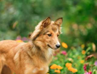 Помогите Эмми обрести семью