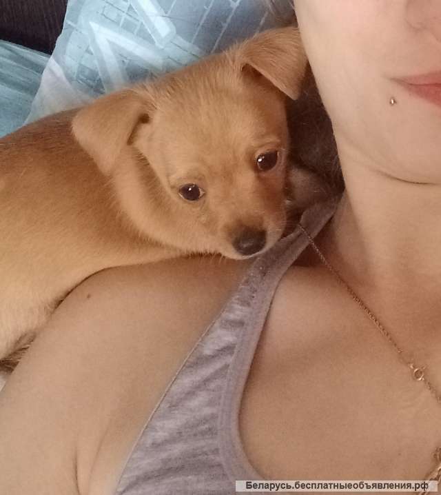 Щенок мини Той-терьера