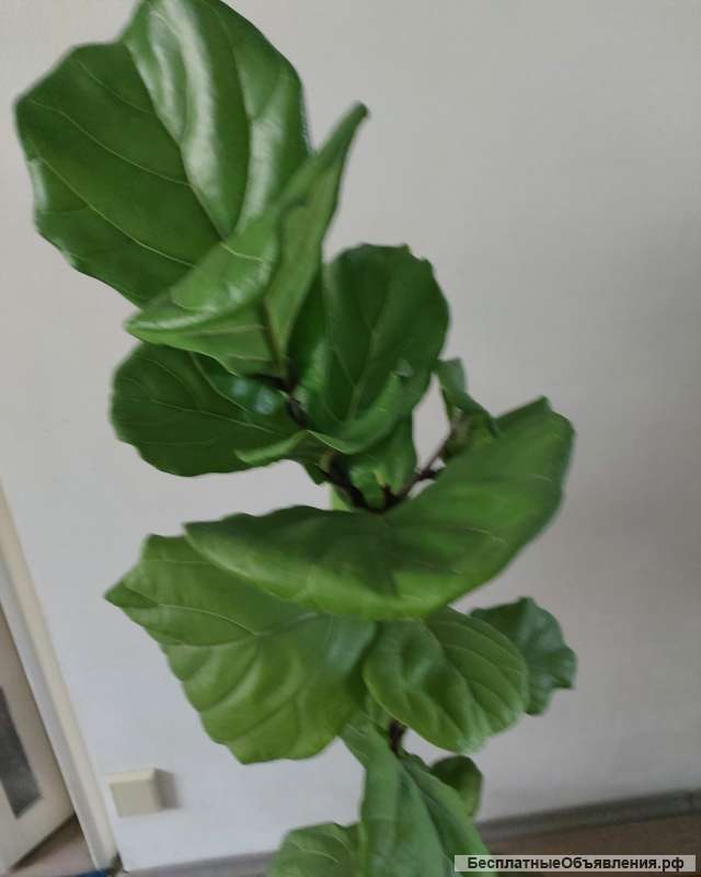 Фикус комнатное растение