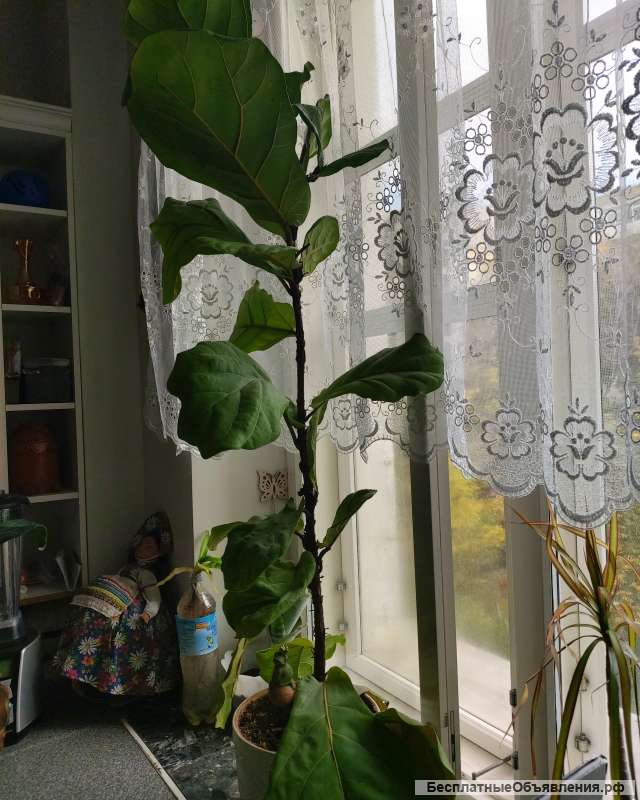 Фикус комнатное растение