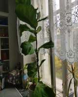 Фикус комнатное растение