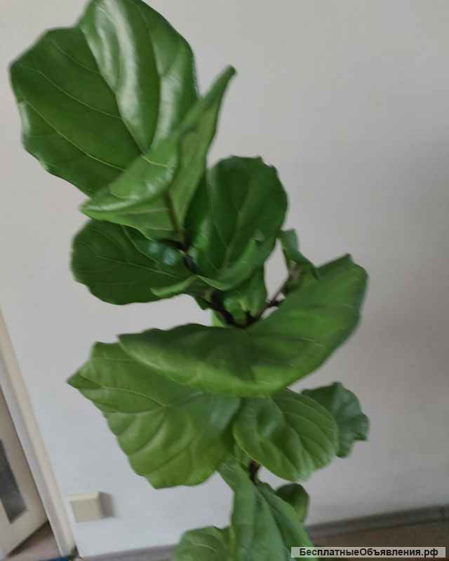 Фикус комнатное растение