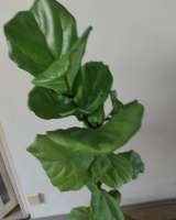 Фикус комнатное растение