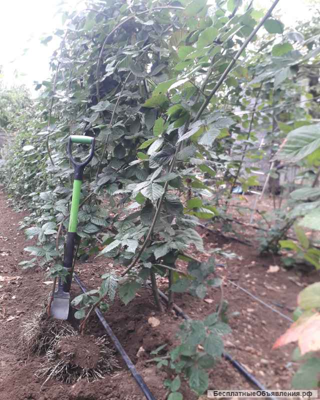 Саженцы бесшипной ежевики ТРОЙНАЯ КОРОНА, НАТЧЕЗ