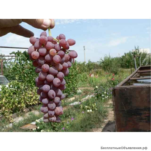 Саженцы винограда