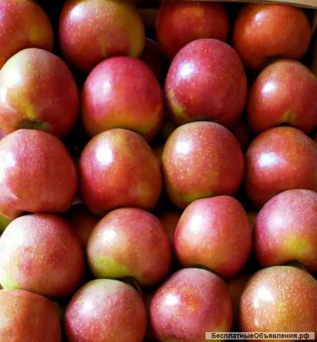 Яблоки оптом