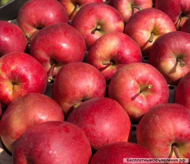 Яблоки оптом
