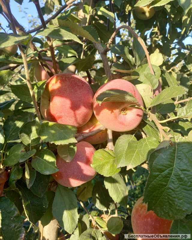 Яблоки оптом