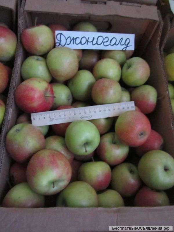 Яблоки "Джоно Голд"