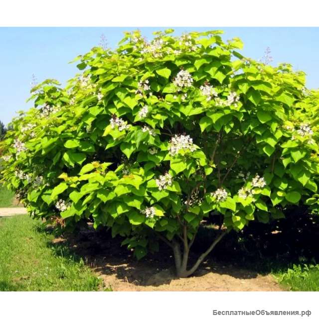 Саженцы грецкого ореха и катальпы