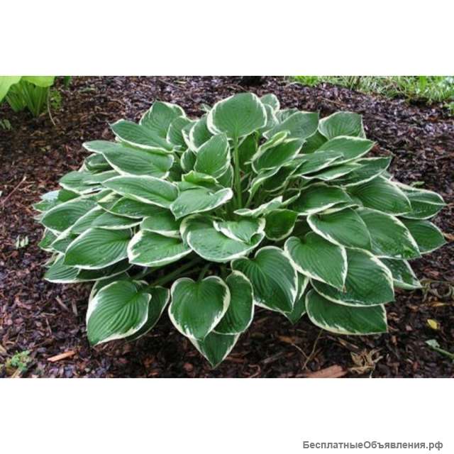 Саженцы клематиса и хосты