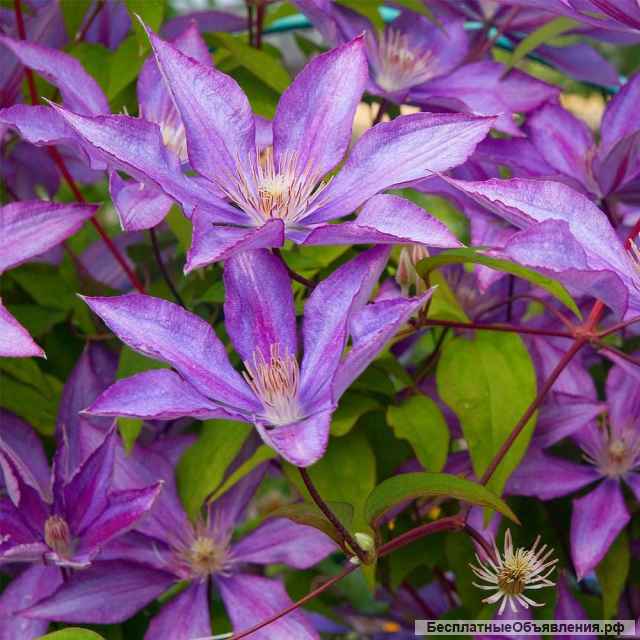 Саженцы клематиса и хосты