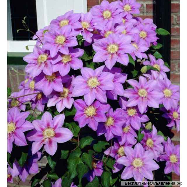 Саженцы клематиса и хосты