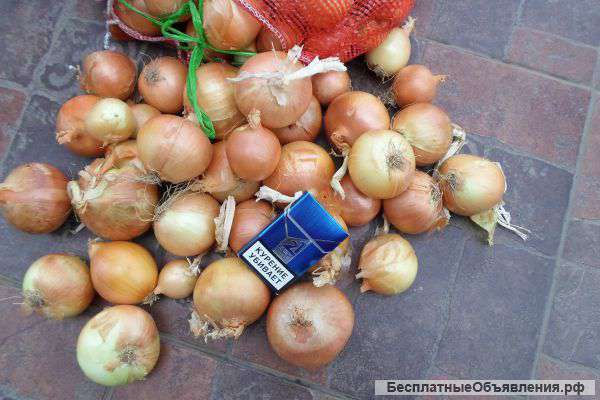 Лук оптом