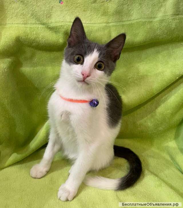 Отличные котятки в добрые руки