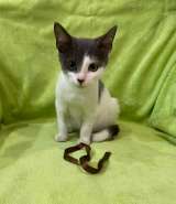 Отличные котятки в добрые руки