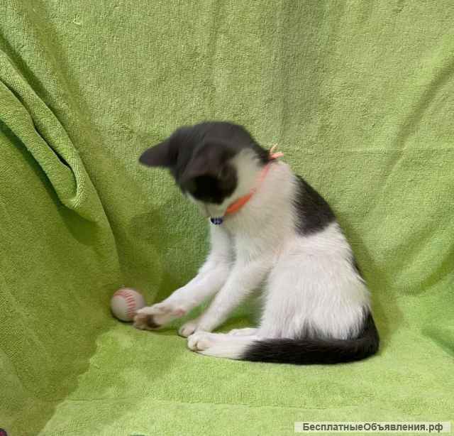 Отличные котятки в добрые руки