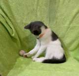 Отличные котятки в добрые руки