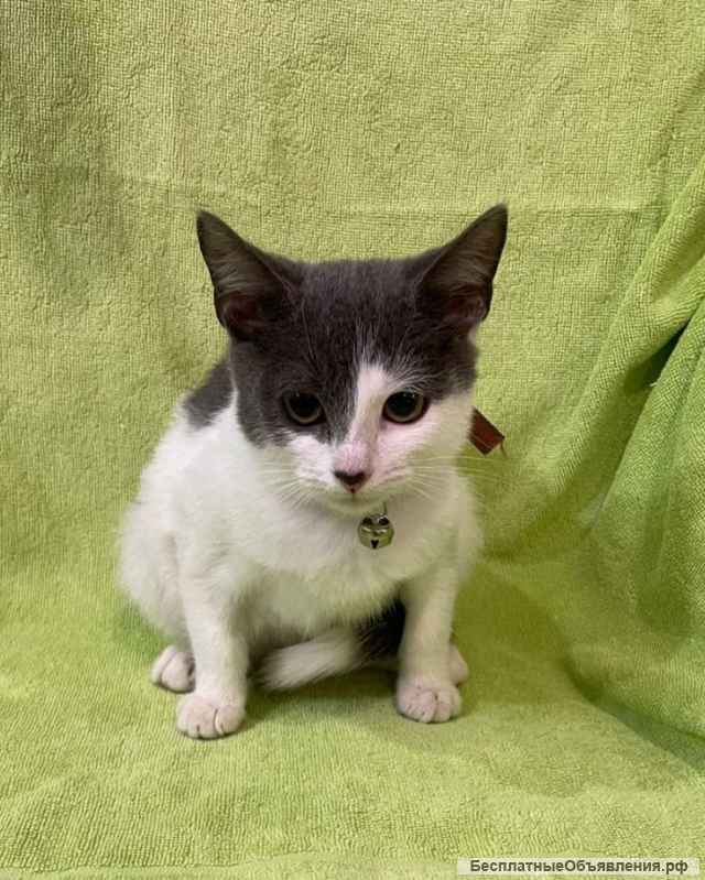 Отличные котятки в добрые руки