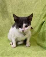 Отличные котятки в добрые руки