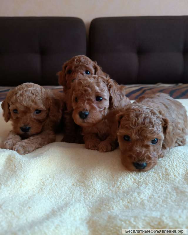 Щенков пуделя, Окрас щенков красный и абрикос. Папа красный той пудель, мама абрикос карлик 3